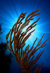 A new Day. 17' (3m) of water, Florida Keys.
Olympus C5050 by Rand Mcmeins 